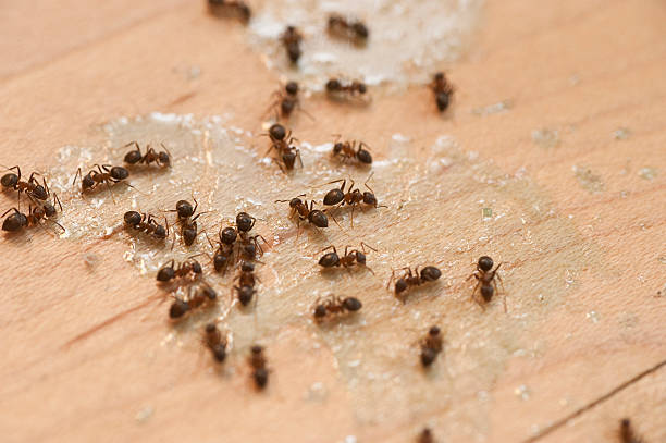 Best Local Pest Control Services  in Pekin, IL