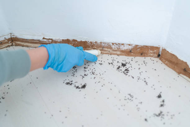 Best Wasp Removal Services  in Pekin, IL